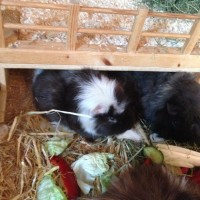 ErnestineStruppie3