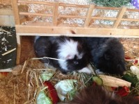 ErnestineStruppie3