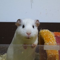 Ernie
