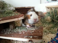 Esther