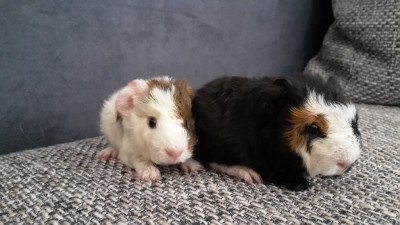 EverdeenBabies03