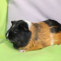 Evi3