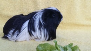 Fenja01