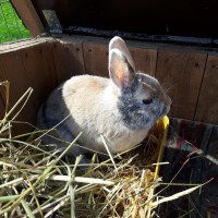 Filou 5