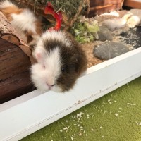 Finnigan1712231