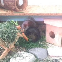Flavius1605212