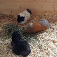 Fledermaus 20180311