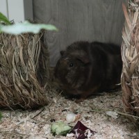 FloriSchnuckerl19081303