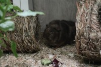 FloriSchnuckerl19081303