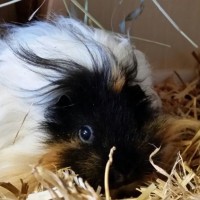 Frida1