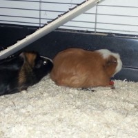 Fritzi002