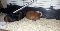 Fritzi002