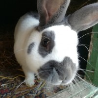 Fritzi1803043