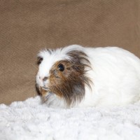 Fuchsgesicht1