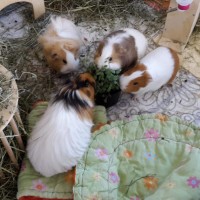 FuchsiShy18091608
