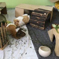 Goldie18091404