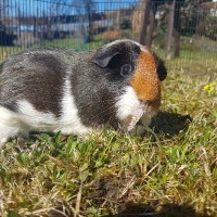 Gretel