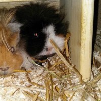 Hadiya und Elvis