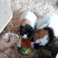 Hamsto1710291