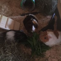 HarryArwinMopsi1707203