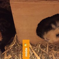 HarrySophie1711161