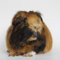Herbert1901201