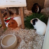 IMG 20180513 WA0009