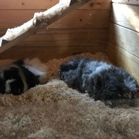 IMG 20180626 WA0017