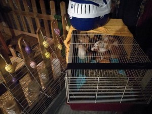 IMG 20190103 WA0004