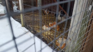 IMG 20190103 WA0009