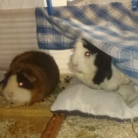 Irem19011101