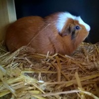 JackoGoldy1609045