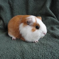 Jolanda 1
