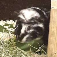Jumper2001080