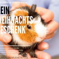 KeinWeihnachtsgeschenk22019