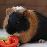 Kimi1