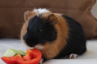 Kimi1
