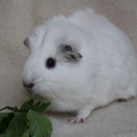 Koda2