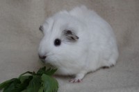 Koda2