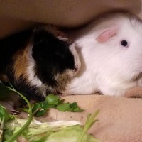 Kuscheln mit Cinder