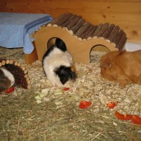 Lee und Elfriede18