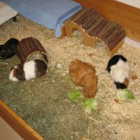 Lee und Elfriede21