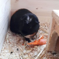 Lilly170110