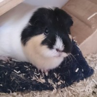 Lilly1707241