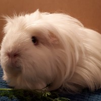 Lillyfee2001043
