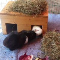 LittleStuart1709112
