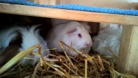 LittleStuart18020701