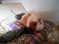 Livi am Kuscheln