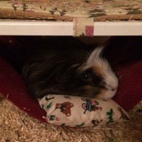 Lola18032701