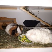 Lotti18020701
